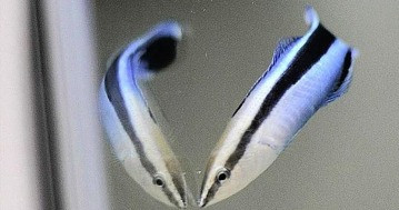 Meglepő felfedezés: egy hal is teljesítette az intelligenciatesztet