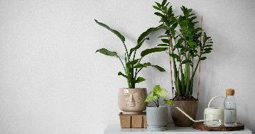 A szobanövények hatásai: Nem csak az az előnyük, hogy tisztítják a levegőt
