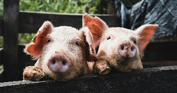 A malacok vethetnek véget a transzplantációs várólistáknak